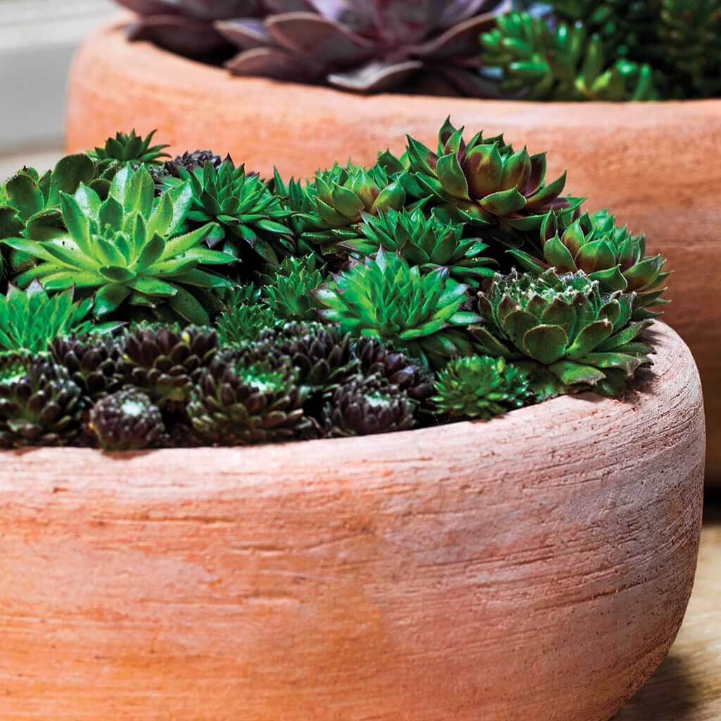 Campania Annalise Planter, Set of 2 - 6530-2402