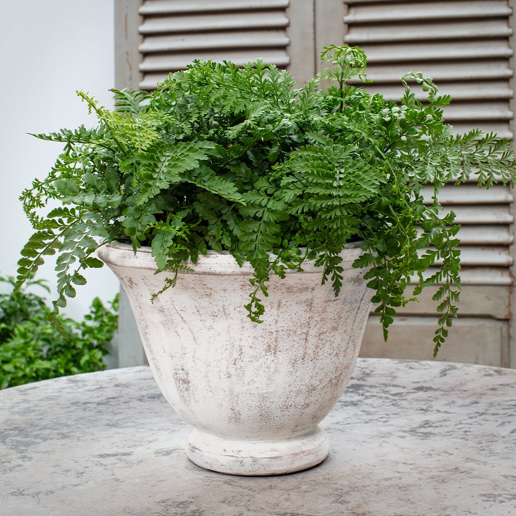 Campania Jacqueline Urn Planter - 7001-0101