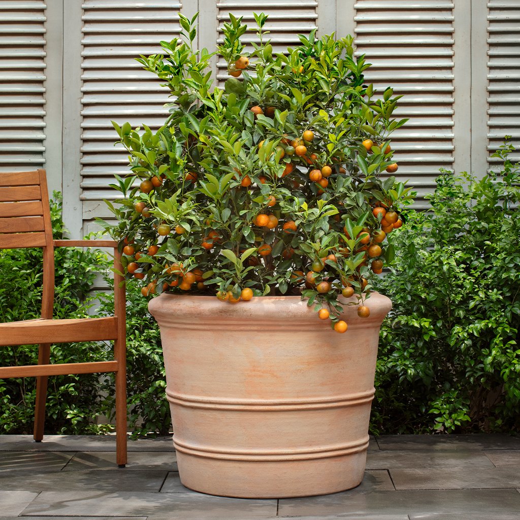 Campania Classic Orangerie Planter, Set of 3 - 8360-2403