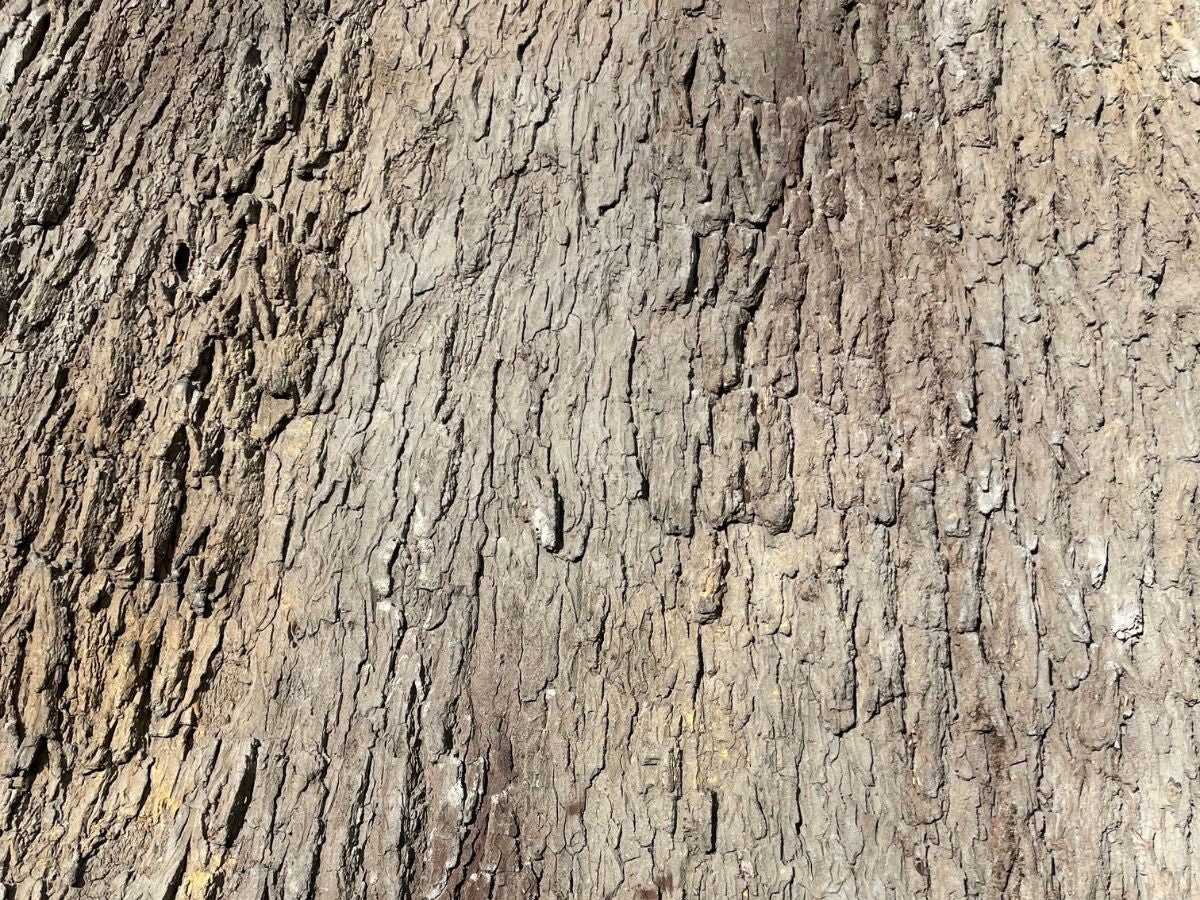 Universal Rocks Cottonwood Tree Bark 7' x 9' Wall Panel – COTTONWOOD-BARK-PANEL