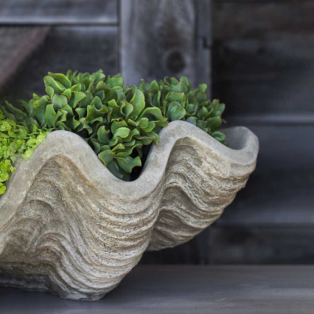 Campania South Seas Shell Planter, Large - W-106