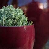 Campania Cabachon Planter, Set of 3 - 1000-1303