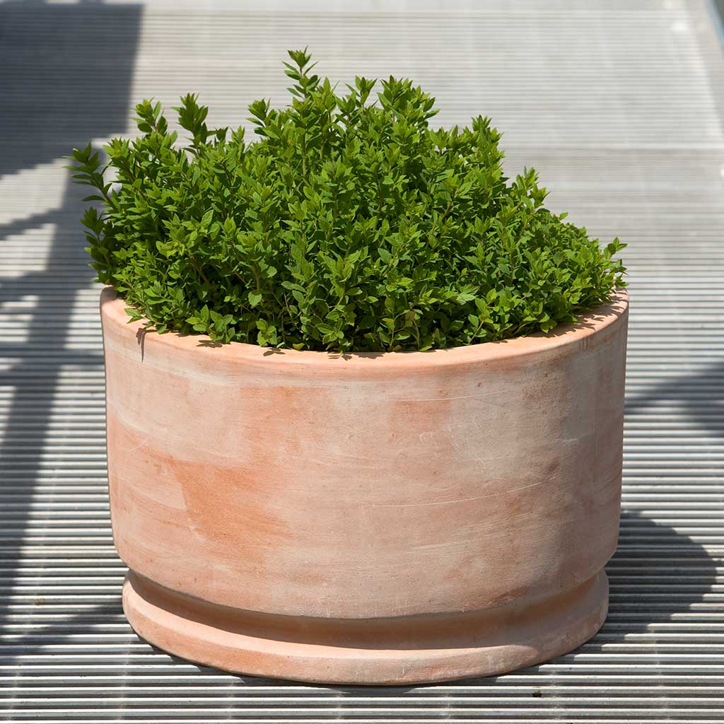 Campania Amelie Planter