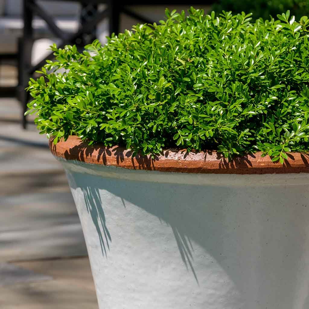 Campania Brighton Planter - Thumbnail 2