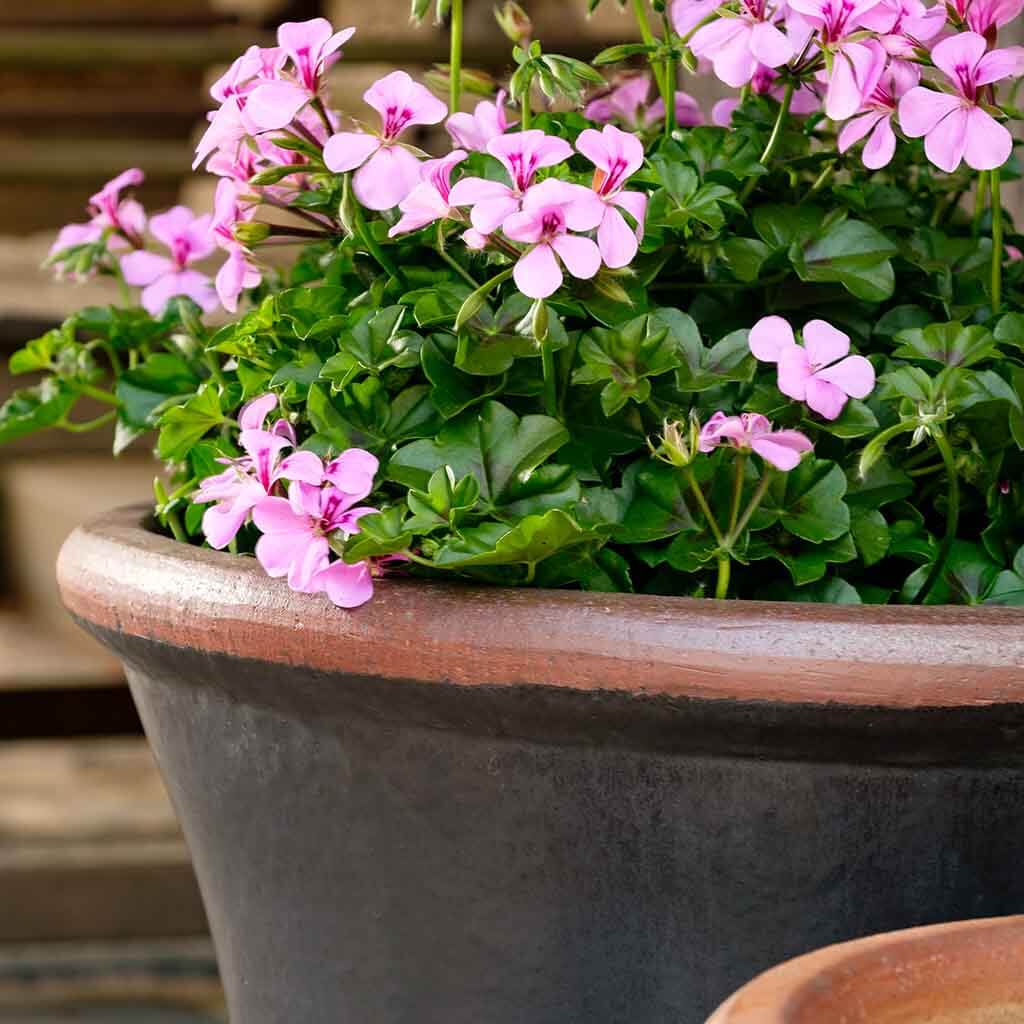 Campania Brighton Planter, Set of 3 - 364138-0103