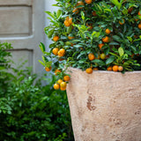 Campania Catena Planter - 6521-6601