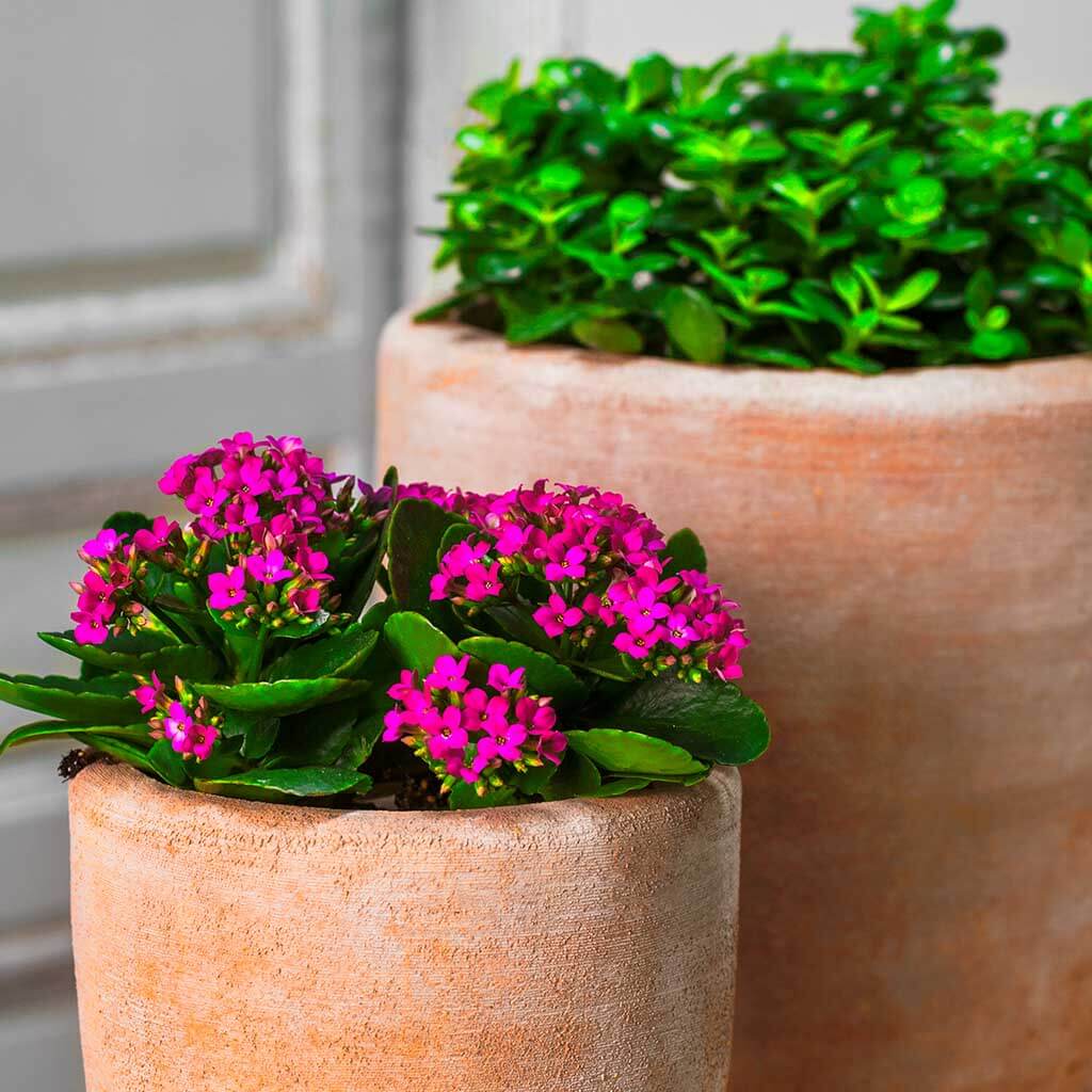 Campania Abrielle Planter, Set of 2 - 6531-2402
