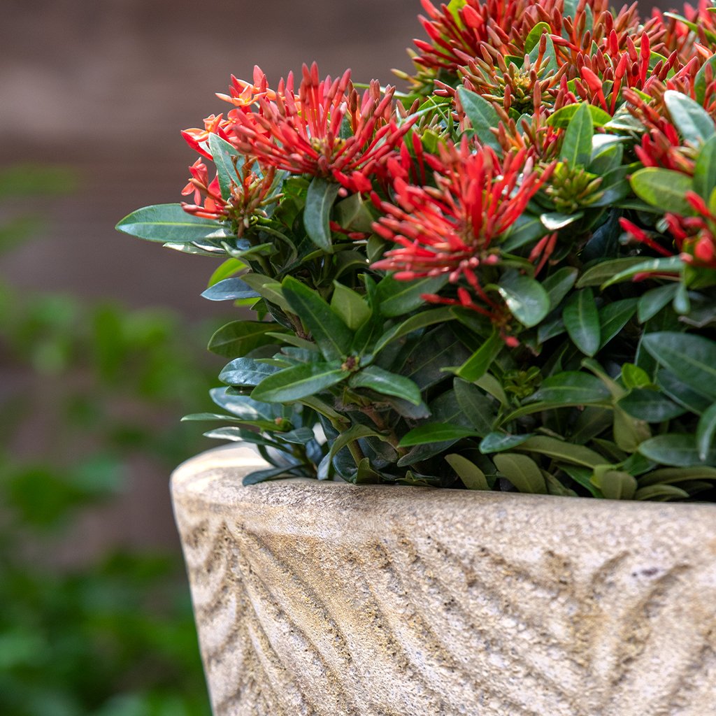 Campania Tropicale Planter, Set of 3 - 6773-0503