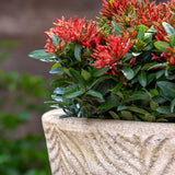 Campania Tropicale Planter, Set of 3 - 6773-0503