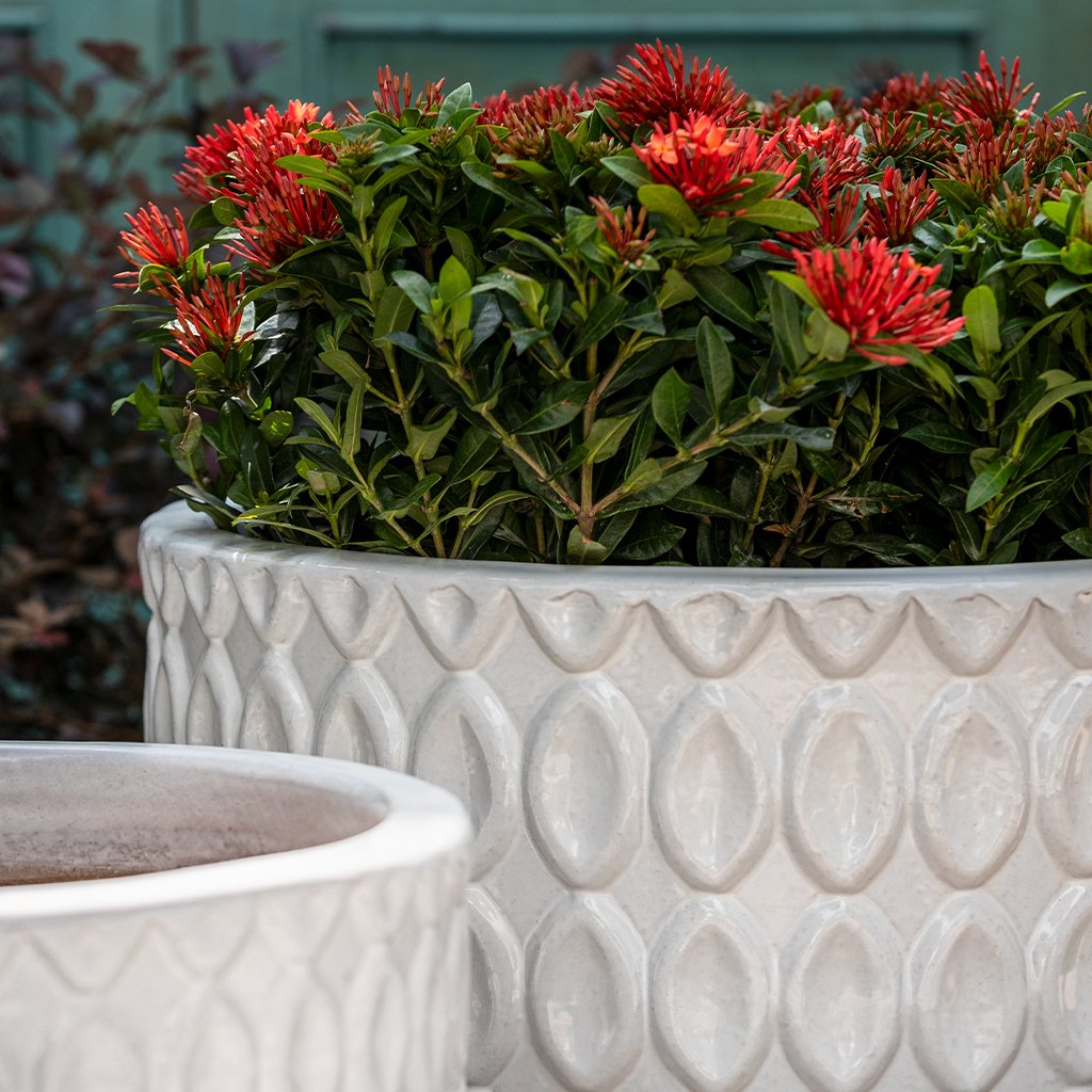 Campania Oriel Planter, Low, Set of 3 - 7013-0103