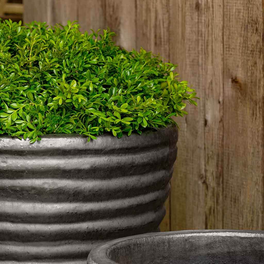 Campania Tall Sorriso Planter, Set of 3 - 8306-1903