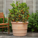 Campania Classic Orangerie Planter, Set of 3 - 8360-2403