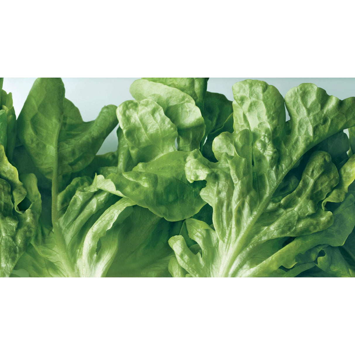 Fisher & Paykel 17.5 cu ft Series 5 Refrigerator Freezer - RF170BRPX6 N