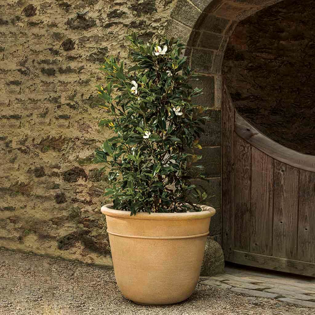 Campania Carema Planter, XLG - P-832