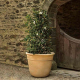 Campania Carema Planter, XLG - P-832