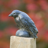 Campania Small Raven Garden Statue - A-357