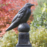 Campania Raven Garden Statue - A-360