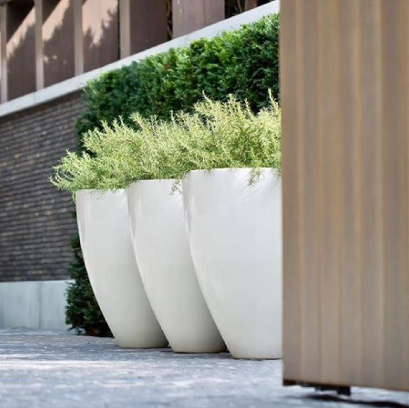 Adezz Canna Glossy Fibreglass Planter