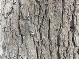 Universal Rocks Cottonwood Tree Bark 7' x 9' Wall Panel – COTTONWOOD-BARK-PANEL